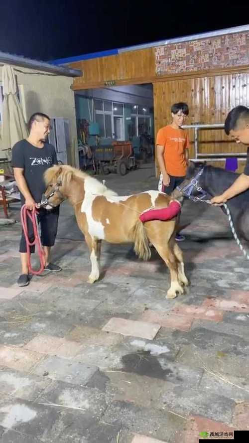 狗配人怎样配马配人呢图片：探寻其中奥秘