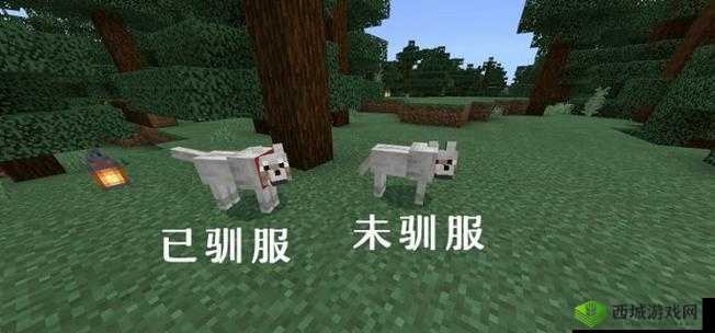 我的世界狼之秘：狼属性详解与狼图鉴完全指南