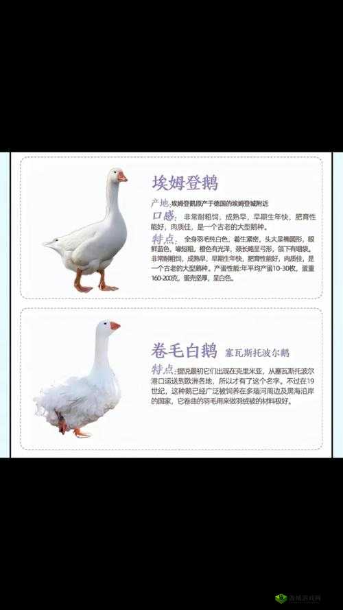 解决鹅鸭杀进不去房间问题的实用方法