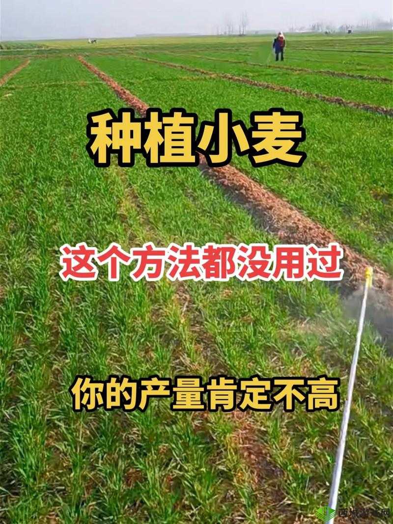 超级小麦，引领农业新革命的高产作物及其全面种植指南