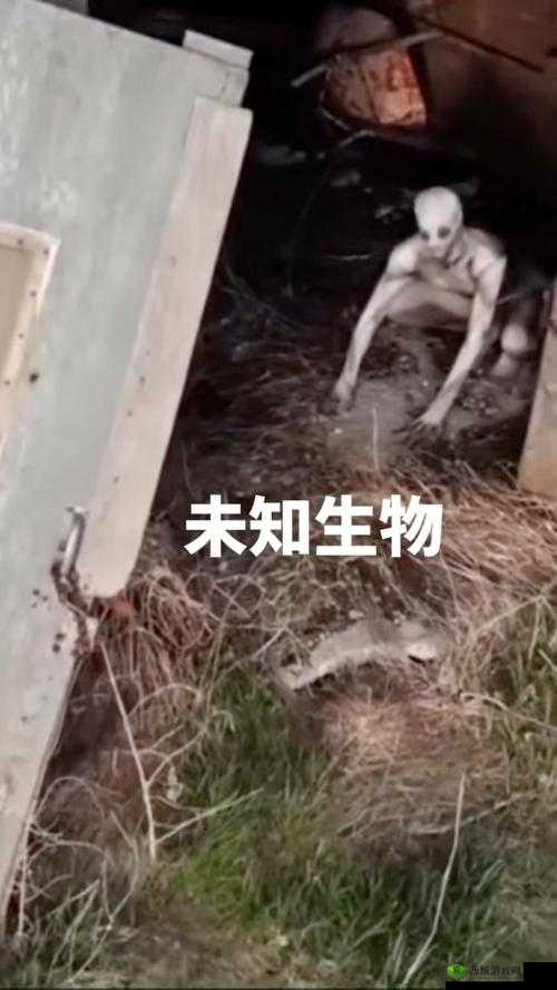 刚入睡感觉巨大的东西在动：一场令人毛骨悚然的未知体验
