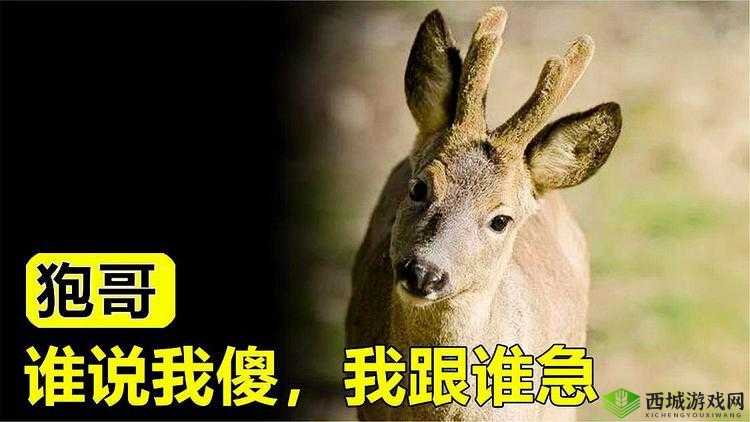 我也要好好对待第五集，它究竟有何独特魅力？快来一探究竟